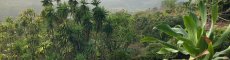 Ocusli Nicaragua