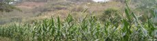 centeno farm