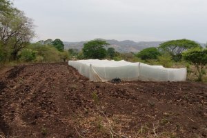 Cruz-Palacios family farm field