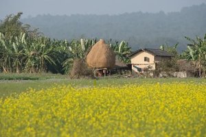 Himalchuli yellow flowers field