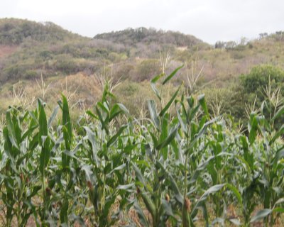 centeno farm