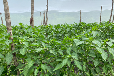 Mariana Palacio Farm Nicaragua 2