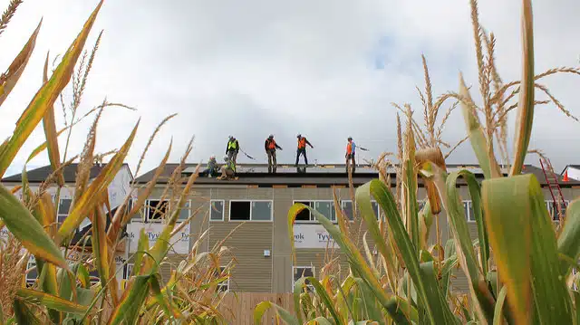 Workers stand on roof of building surrounded by tall corn stalks