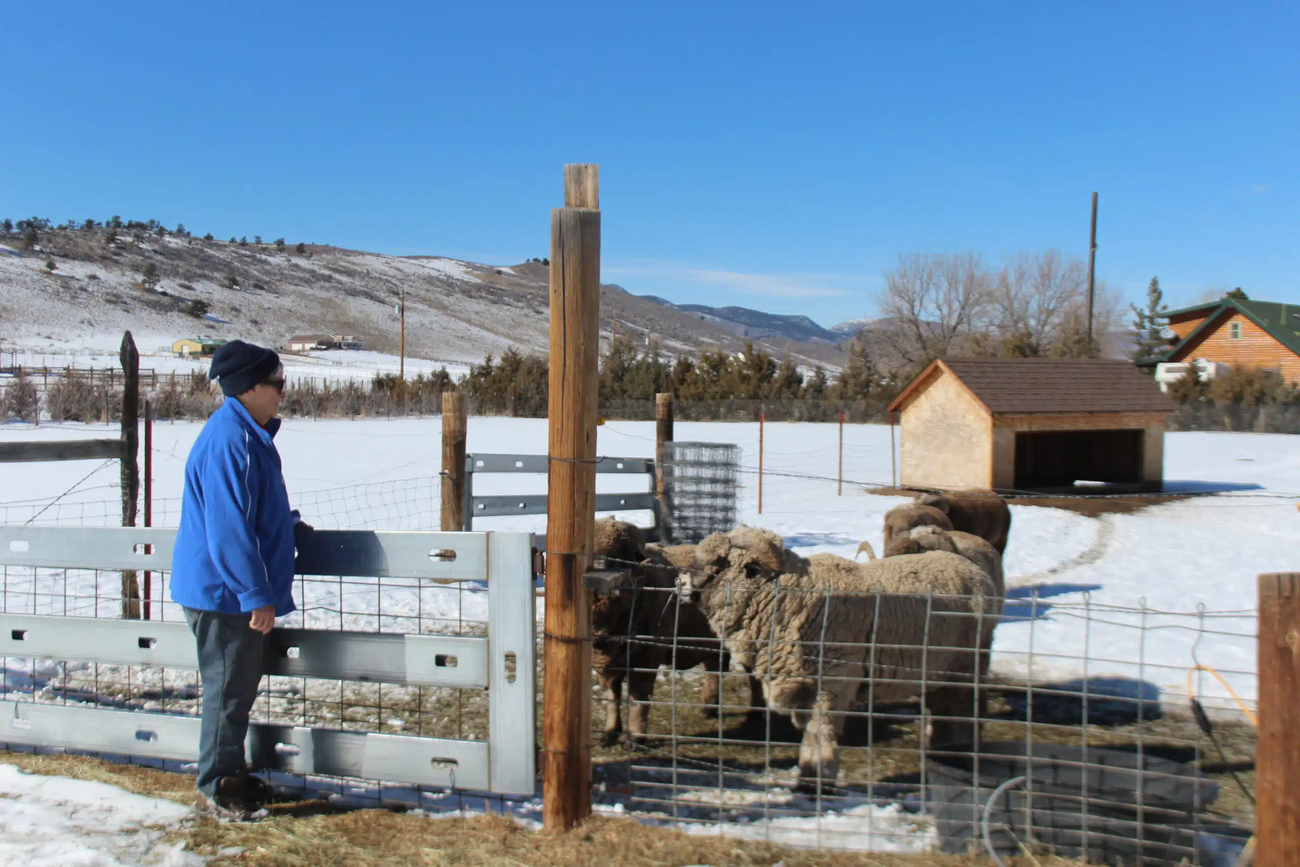 Joan standing in front of her sheep pen with three sheep