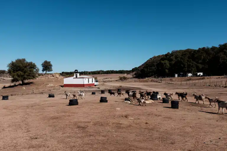 Herd of goats grazing in dry, rocky terrain near a white and red mobile structure and scattered trees