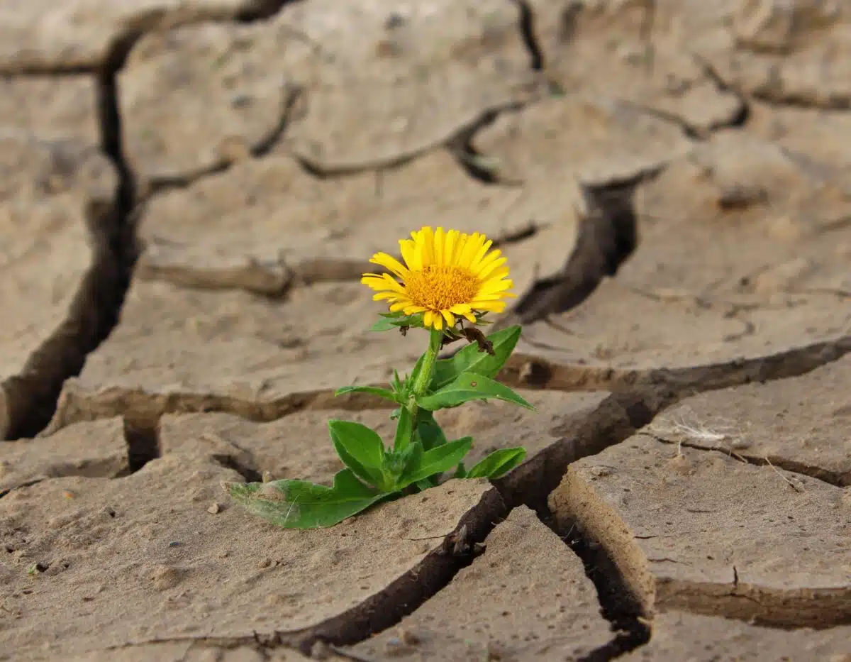 Yellow flower blooming through cracked, dry earth symbolizing resilience and hope